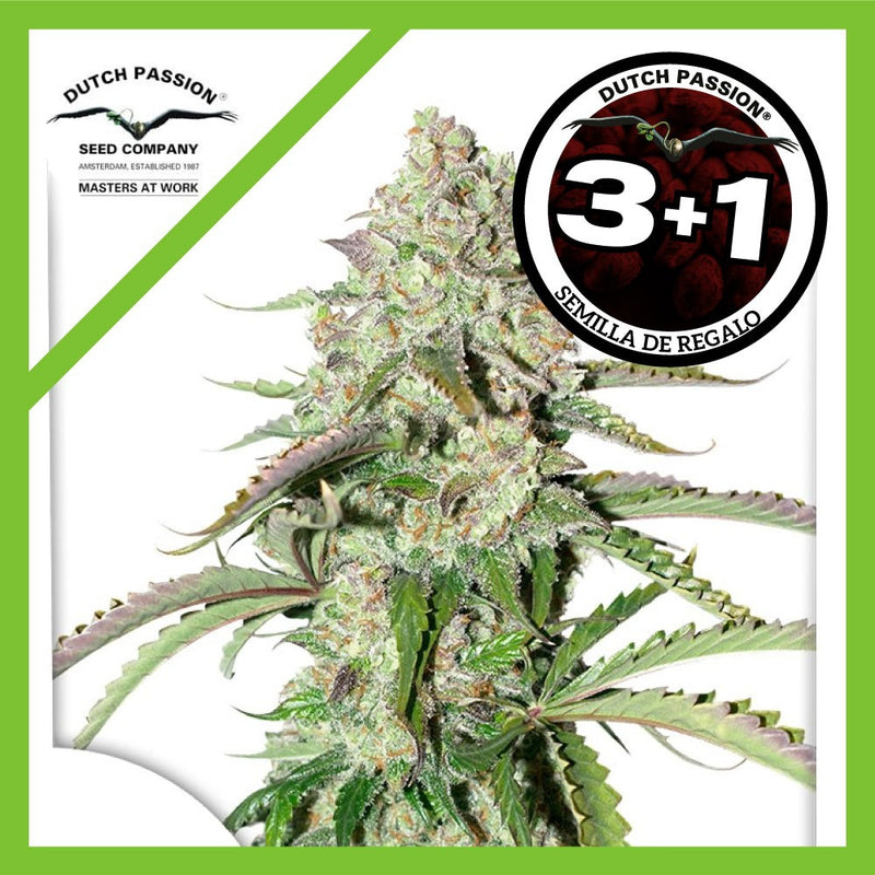 COLORADO COOKIES AUTO X3+1-DUTCH PASSION (DS)