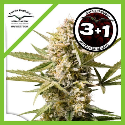 CINDERELLA JACK AUTO X3+1-DUTCH PASSION (DS)