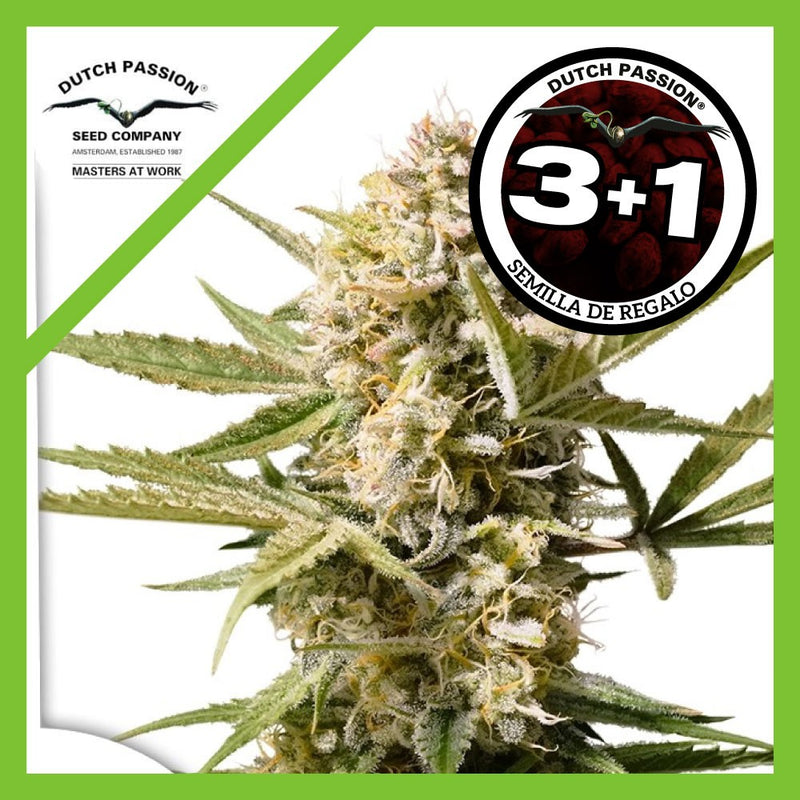 CINDERELLA JACK AUTO X3+1-DUTCH PASSION