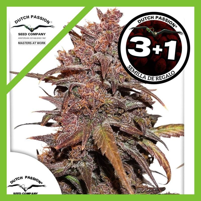 BLACKBERRY KUSH CBD AUTO X3+1-DUTCH PASSION