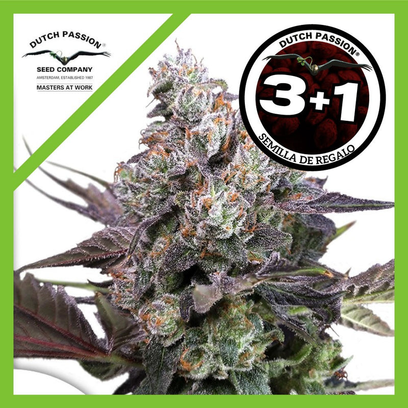 CANDY BUBATZ XL FEM X3+1-DUTCH PASSION