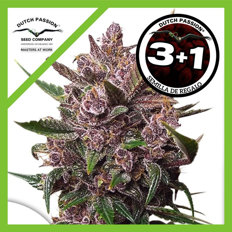BLACKBERRY KUSH AUTO X3+1-DUTCH PASSION