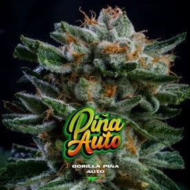 GORILLA PIÑA AUTO X12-BSF