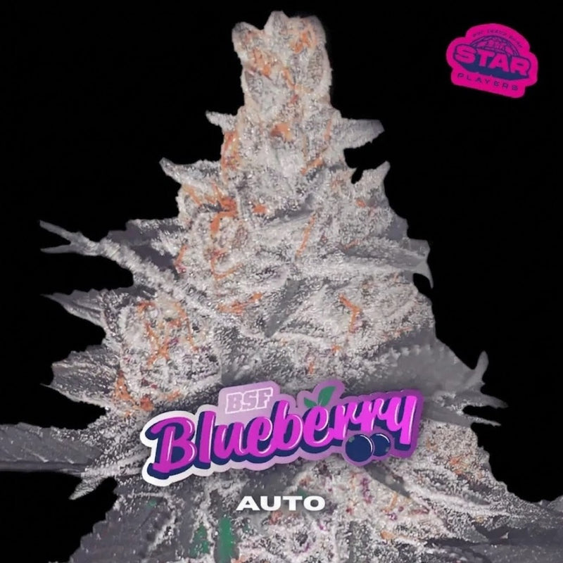 BLUE BERRY AUTO X100-BSF