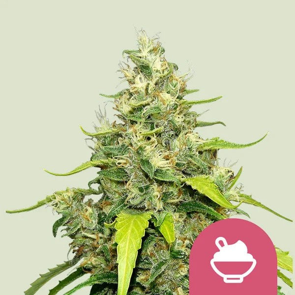 BLUE GELATO FEM X1 - ROYAL QUEEN SEEDS
