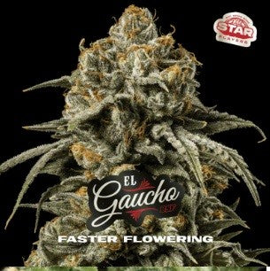 EL GAUCHO FASTER SP FEM X7-BSF