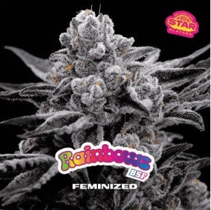 RAINBOWS SP FEM X2 - BSF