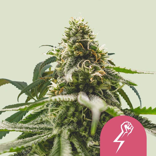GREEN CRACK PUNCH USA PREMINUM FEM X1 - ROYAL QUEEN SEEDS