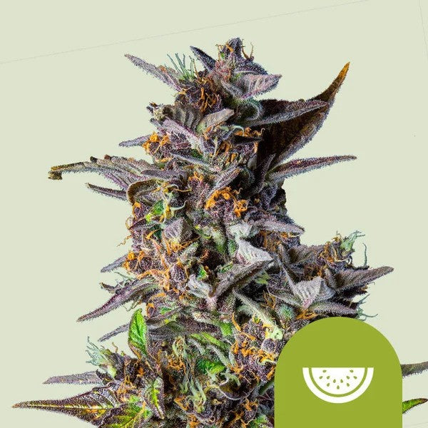 WATERMELON USA PREMIUM AUTO X1 -ROYAL QUEEN SEEDS