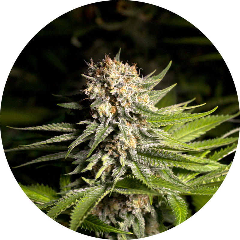 GIRL SCOUT COOKIES FEM X3 - SPANISH PASSION SEEDS