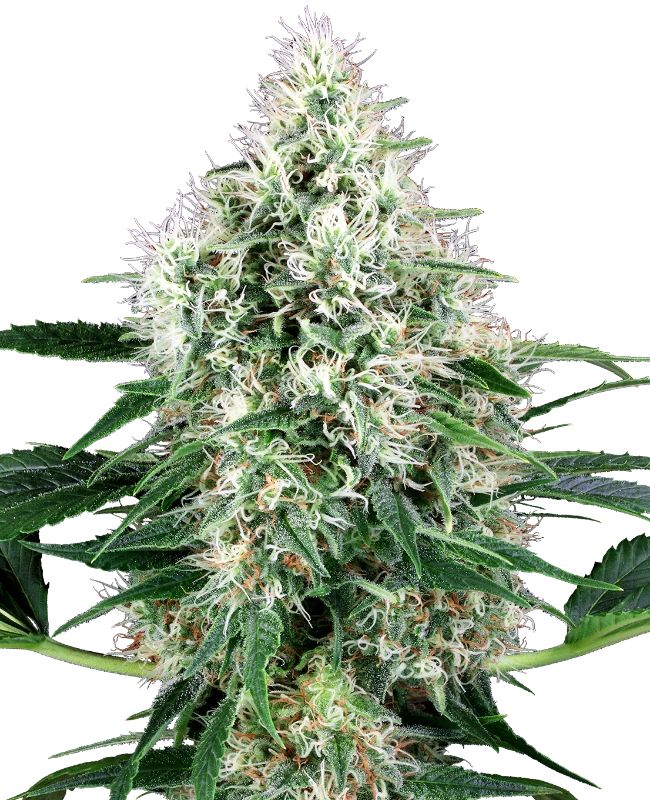 PURE POWER PLANT AUTO X3+1 - WHITE LABEL BY SENSI SEEDS