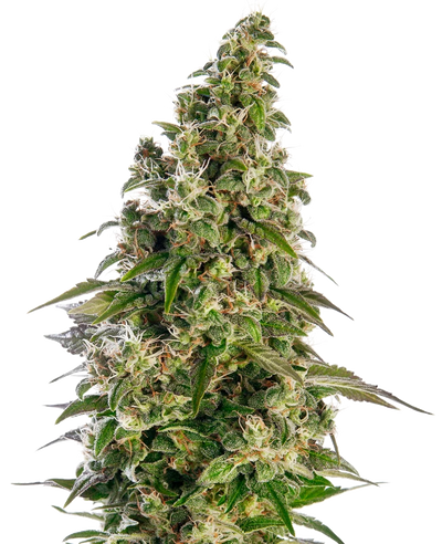 AFGHANI N1 AUTO X3-SENSI SEEDS (DS)