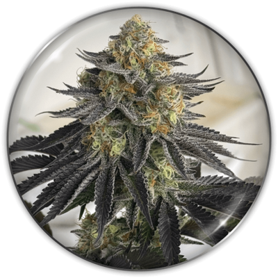 SANATIVA CBD AUTO X3-MEDICAL SEEDS