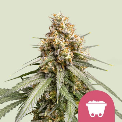 SHINING SILVER HAZE FEM X100- ROYAL QUEEN SEEDS (DS)