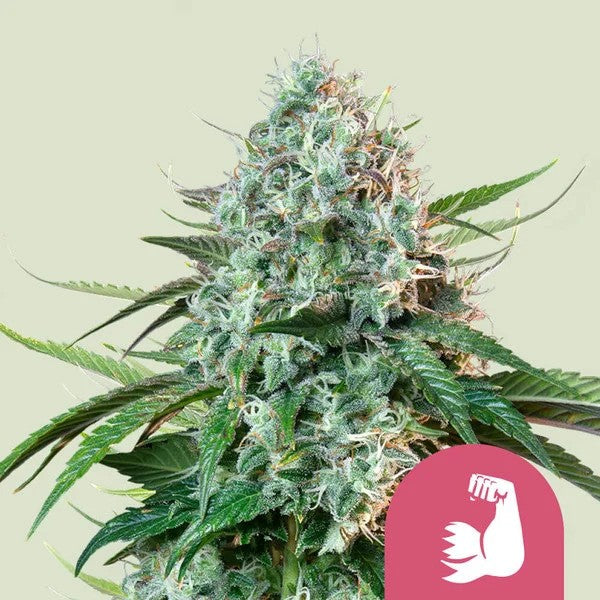 HULKBERRY FEM X100- ROYAL QUEEN SEEDS