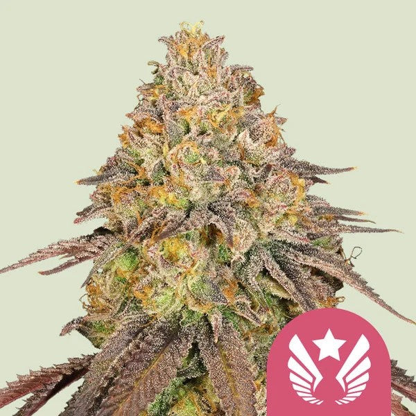 LEGENDARY OG PUNCH FEM X100- ROYAL QUEEN SEEDS