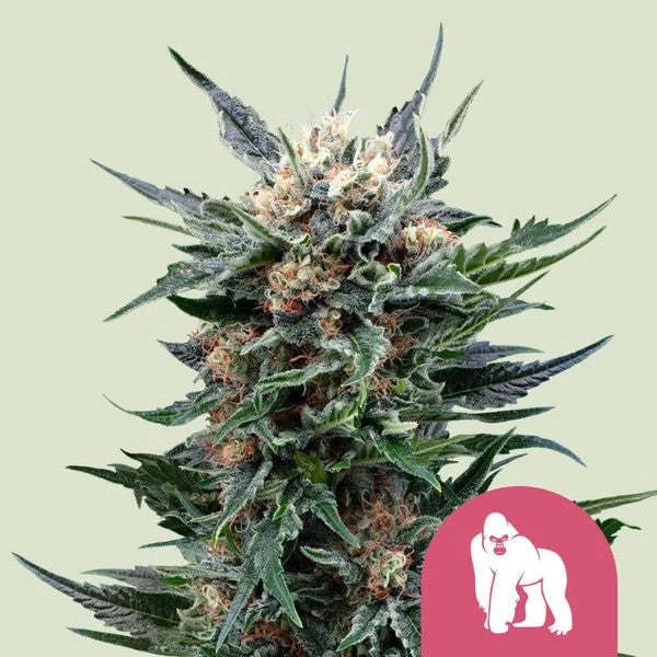 ROYAL GORILLA FEM X100- ROYAL QUEEN SEEDS