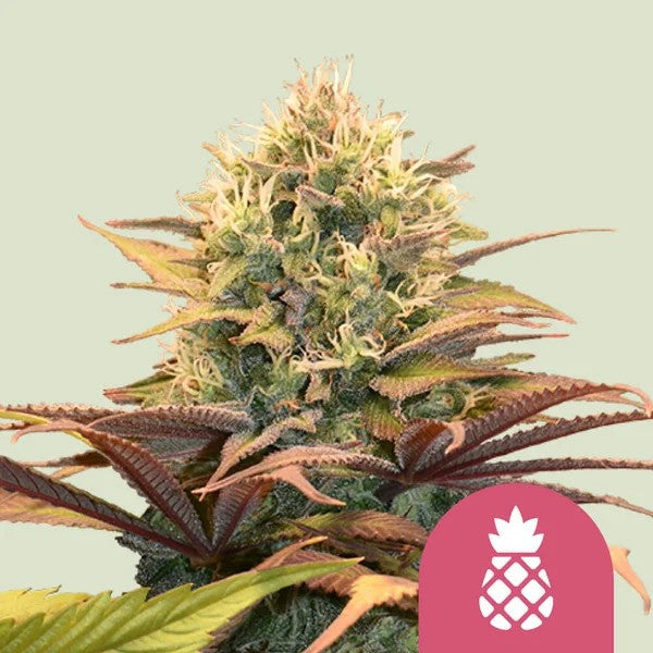 PINEAPPLE KUSH FEM X100- ROYAL QUEEN SEEDS