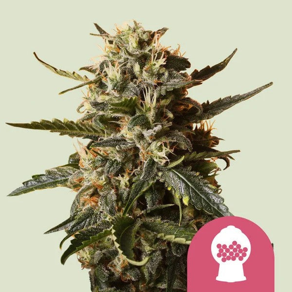 BUBBLEGUM XL FEM X100- ROYAL QUEEN SEEDS