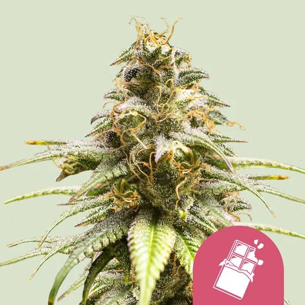 CHOCOLATE HAZE FEM X100- ROYAL QUEEN SEEDS