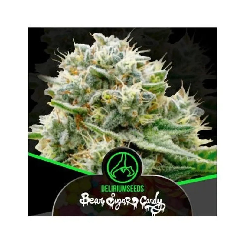 BEAR SUGAR CANDY FAST X100- DELIRIUM SEEDS