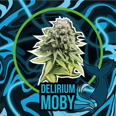 DELIRIUM MOBY FAST VERSION X100- DELIRIUM SEEDS (DS)