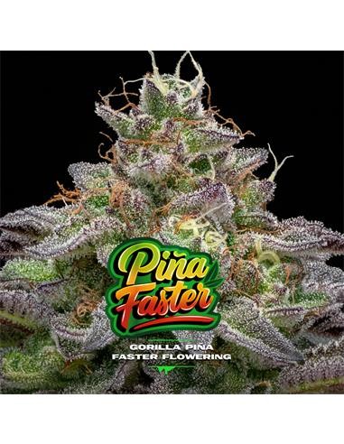 GORILLA PIÑA FAST VERSION X7-BSF