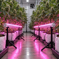 SPECTRA UNDER CANOPY X4 120W - DELIGHT (DS)