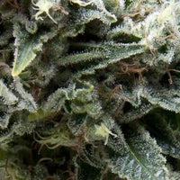 NEW YORK CITY CBD AUTO X5+2-PYRAMID SEEDS (DS)
