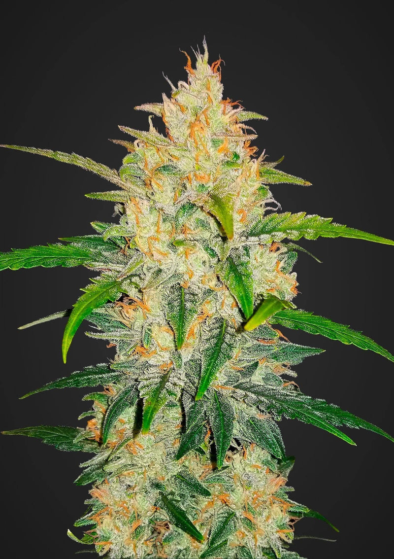 ZKITTLEZ AUTO X5-FAST BUDS (DS)