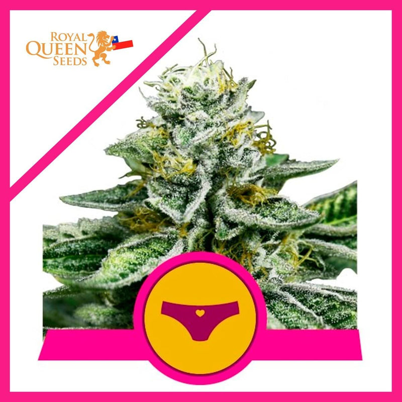 SHERBET QUEEN FEM X3-ROYAL QUEEN SEEDS (DS)