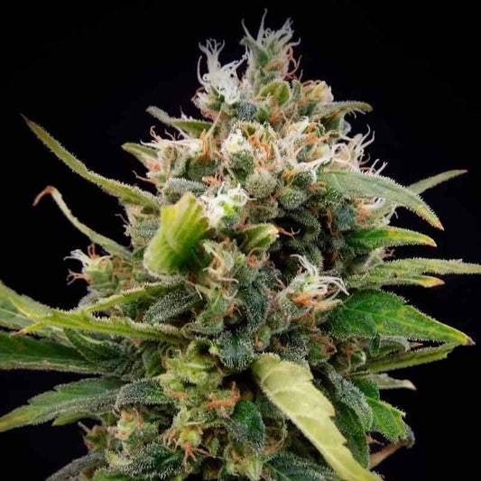 ELITE SEEDS LA RICA CLASICA THC 3UDS