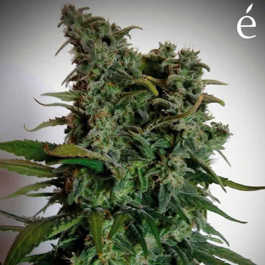 ELITE SEEDS ELITE 47 3UDS