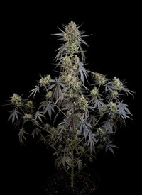 Pound Cake Auto (FB) 3+2 Semillas
