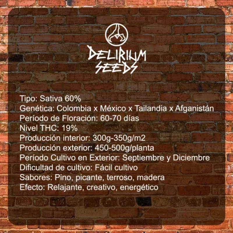 DELIRIUM SEEDS DELIRIUM AK 4UDS