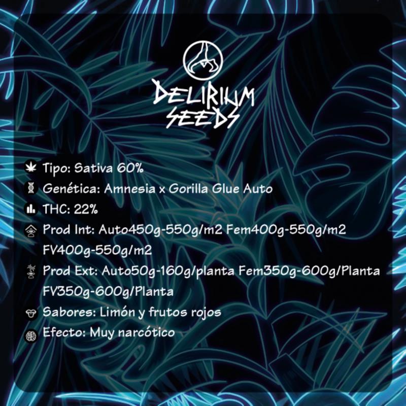 DELIRIUM SEEDS G HAZE FAST 2UDS