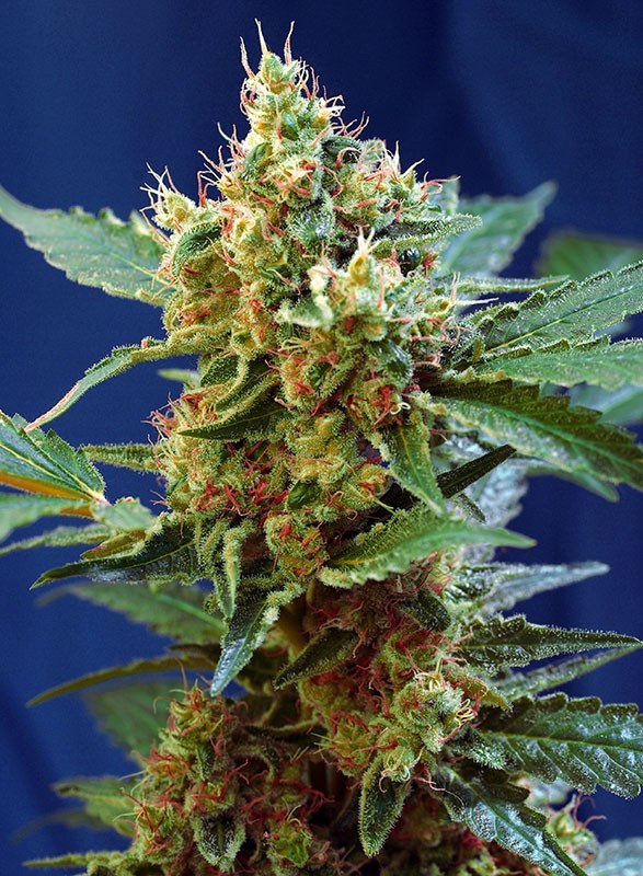 CREAM MANDARINE XL AUTO X100-SWEET SEEDS (DS)