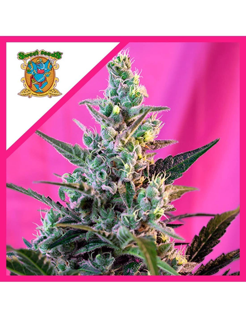 SWEET SKUNK F1 FEM X100-SWEET SEEDS (DS)
