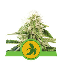 FAT BANANA USA PREMIUM AUTO X1 -ROYAL QUEEN SEEDS (DS)