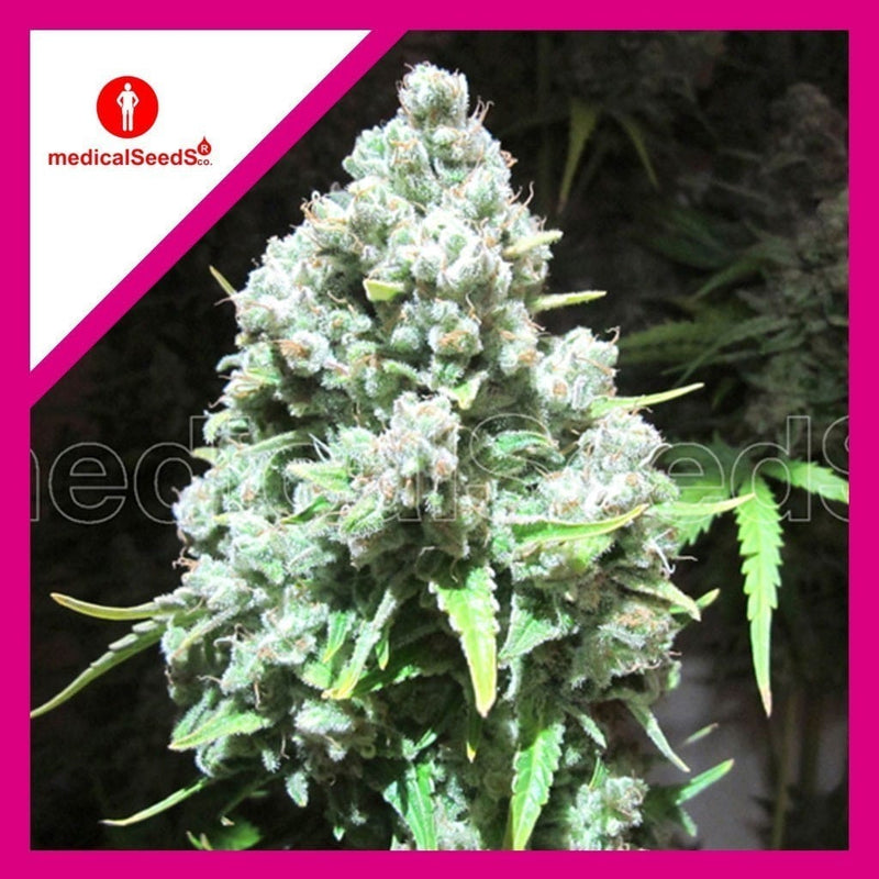 MALAKOFF FEM X3+2-MEDICAL SEEDS (DS)