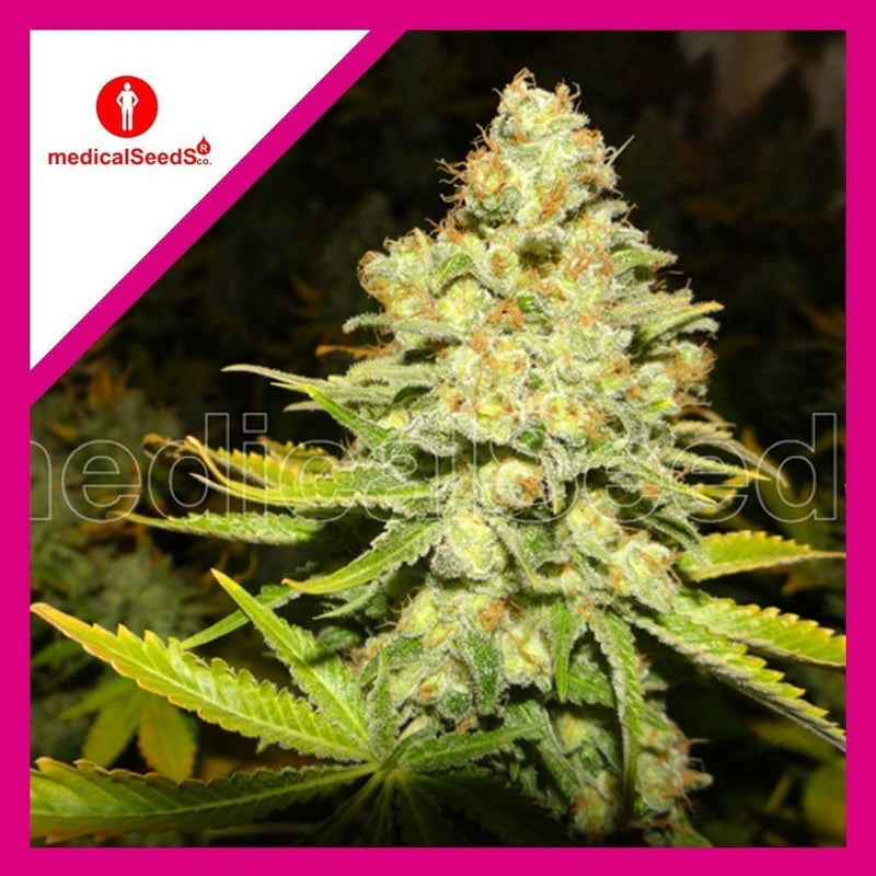 WHITE WIDOW FEM X3+2-MEDICAL SEEDS (DS)