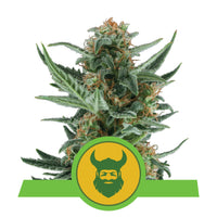 ROYAL DWARF AUTO X3-ROYAL QUEEN (DS)