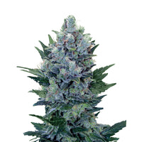 NORTHERN LIGHT AUTO X3-ROYAL QUEEN (DS)