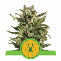 WHITE WIDOW AUTO X3-ROYAL QUEEN (DS)
