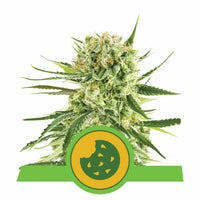 ROYAL COOKIES USA PREMIUM AUTO X3-ROYAL QUEEN (DS)