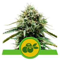 HAZE BERRY AUTO X3-ROYAL QUEEN (DS)