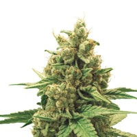 WATERMELON USA PREMIUM AUTO X3-ROYAL QUEEN SEEDS (DS)