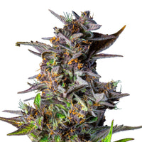 WATERMELON USA PREMIUM AUTO X3-ROYAL QUEEN SEEDS (DS)