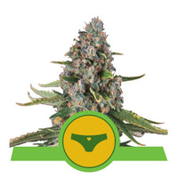 SHERBET QUEEN USA PREMIUM AUTO X3-ROYAL QUEEN (DS)