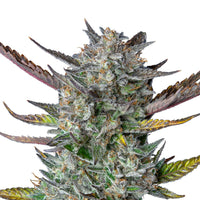 PURPLE PUNCH USA PREMIUM AUTO X3-ROYAL QUEEN (DS)